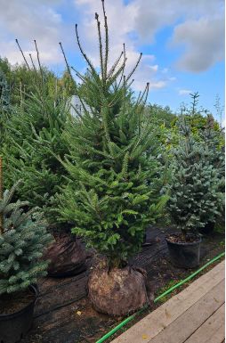 Пихта сибирская