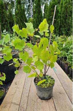 Виноград амурский