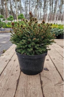 Ель обыкновенная Барри (Barryi)