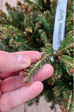 Ель обыкновенная Барри (Barryi)