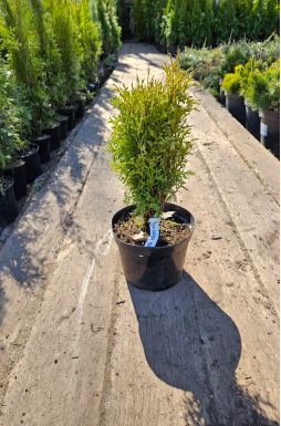 Туя западная Хозери (Hoseri)