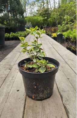 Бересклет форчуна Хания (Hania)