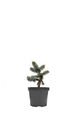 Ель колючая Блю Маунтин (Blue Mountain)