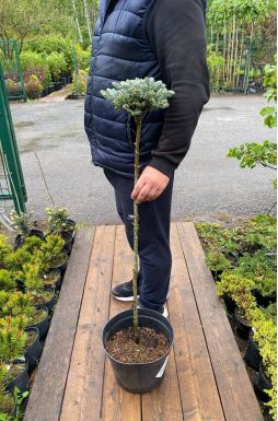 Пихта корейская Айс Брейкер на штамбе (Ice breaker Pa)