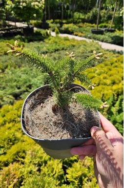 Пихта кефалинийская Мейерс Драфт (Meyers Dwarf)