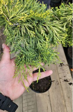 Можжевельник средний Голд Стар на штамбе (Gold star Pa)