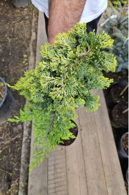 Можжевельник горизонтальный Голден Карпет на штамбе (Golden carpet Pa)