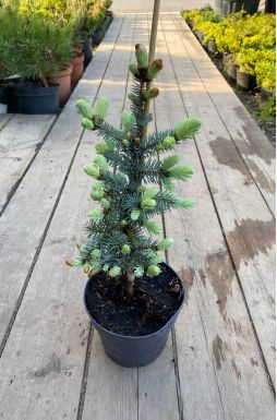 Ель колючая Хото (Hoto)