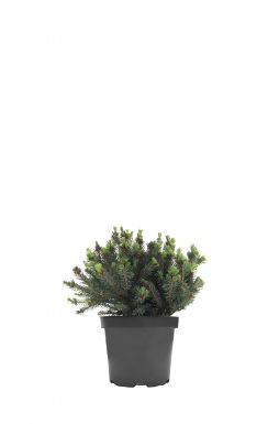 Ель канадская Эхиниформис (Echiniformis)