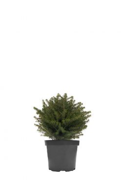 Ель сербская Карел (Karel)