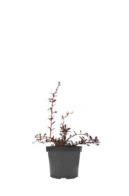 Барбарис тунберга Ред Чиф (Red Chief)