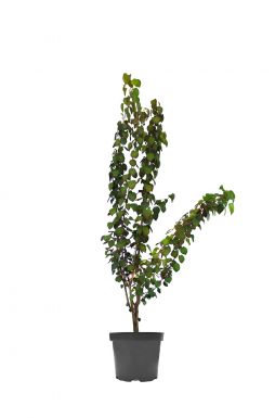 Багрянник японский Ред Хэбит (Red Habbit)