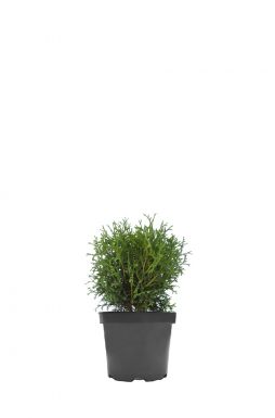 Туя западная Тини Тим (Tini tim)