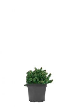 Пихта бальзамическая Пикколо (Piccolo)