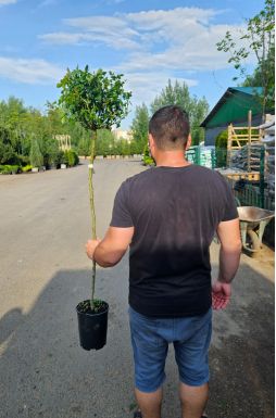 Роза штамбовая в ассортименте