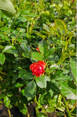 Роза штамбовая в ассортименте