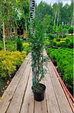 Туя западная Брабант (Brabant)