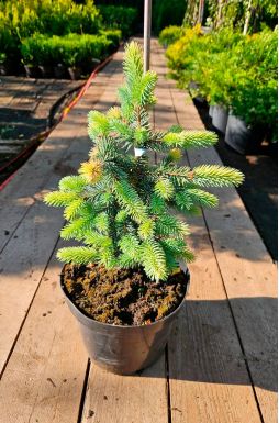 Ель колючая Белобок (Bialobok)