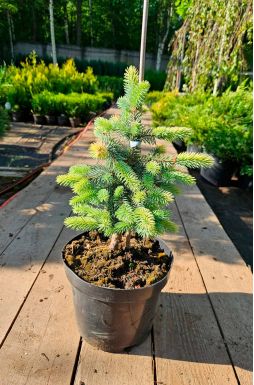 Ель колючая Белобок (Bialobok)