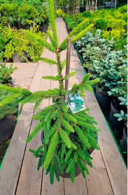 Ель обыкновенная Инверса (Inversa)