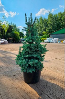 Пихта субальпийская Компакта (Compacta)