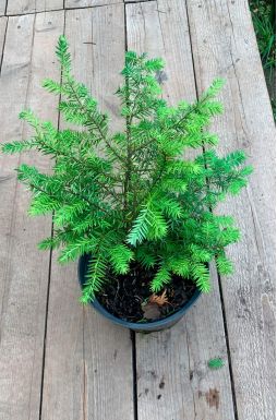 Тсуга канадская 