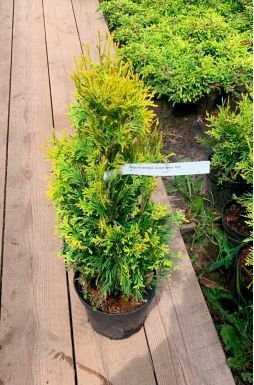 Туя западная Голден Анна (Golden Anna)