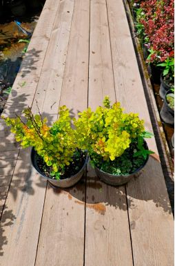 Барбарис тунберга Голден Рокет (Golden Rocket)