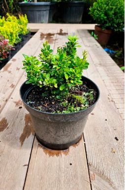 Барбарис тунберга Кобольд (Kobold)