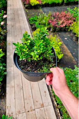 Барбарис тунберга Кобольд (Kobold)