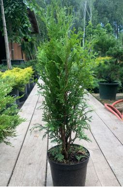 Туя западная Колумна (Columna)