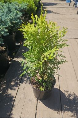 Туя западная Санкист (Sunkist)