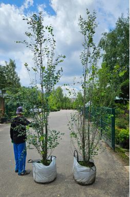 Багрянник японский