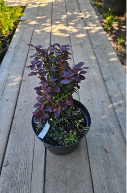 Барбарис тунберга Конкорд (Concorde)