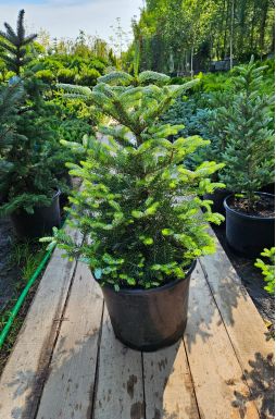 Пихта корейская Сильберлок (Silberlocke)