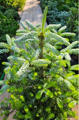 Пихта корейская Сильберлок (Silberlocke)