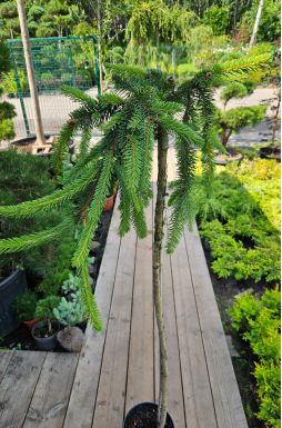 Ель обыкновенная Инверса на штамбе (Inversa Pa)