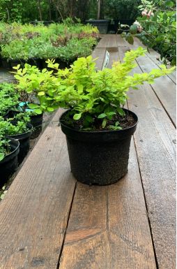 Барбарис тунберга Бонанза Голд (Bonanza Gold)