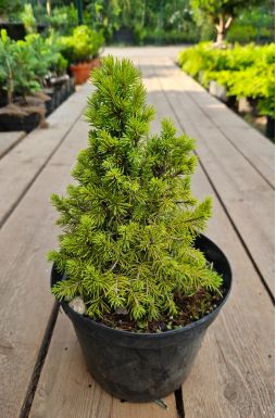 Ель канадская Рэйнбоуз Энд (Rainbows end)