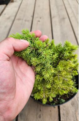 Ель канадская Рэйнбоуз Энд (Rainbows end)