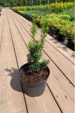 Тис средний Хилли (Hillii)