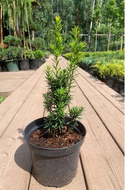 Тис средний Хилли (Hillii)