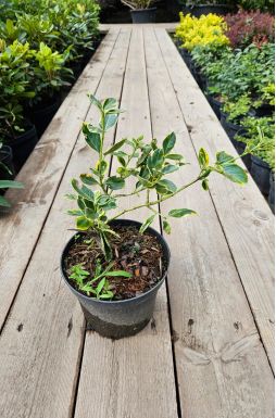 Бересклет форчуна Санспот (Sunspot)