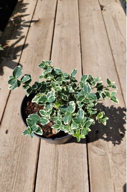 Бересклет форчуна Сильвер Квин (Silver Queen)