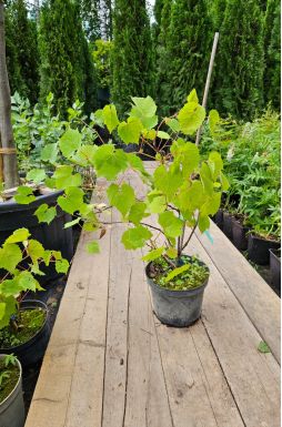 Виноград амурский