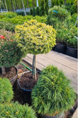 Ель сербская Певе Тиджин на штамбе (Peve Tijn Pa)