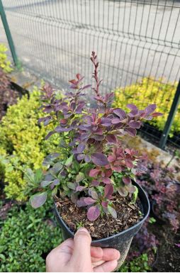 Барбарис тунберга Голден Ринг (Golden Ring)