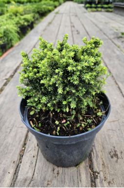 Ель обыкновенная Литл Джем (Little gem)