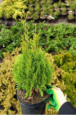 Туя западная Мики (Miky)