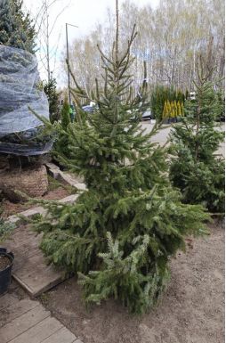 Ель сербская